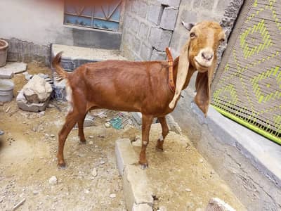 4 dant ghr ki Pali hoi