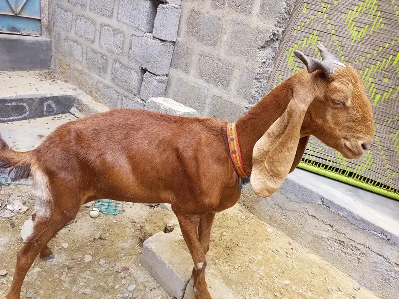 4 dant ghr ki Pali hoi — photo 2