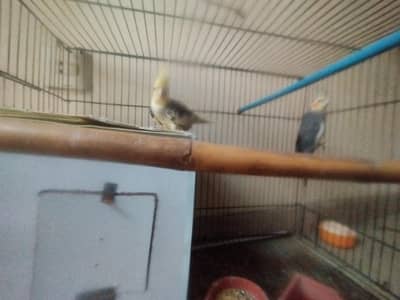 cockatail pair for sale