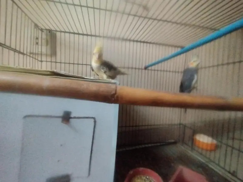 cockatail pair for sale