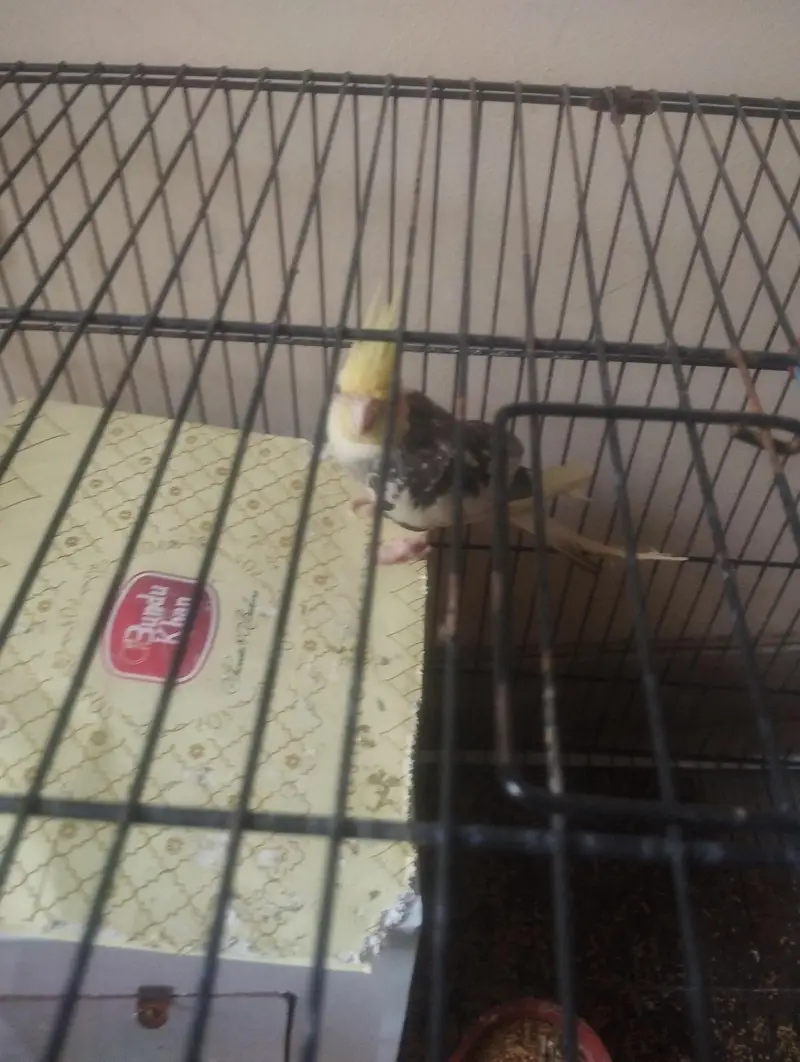 cockatail pair for sale — photo 3