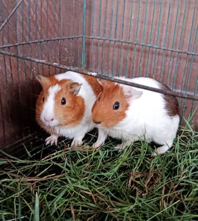 Gunie pigs breeder pair