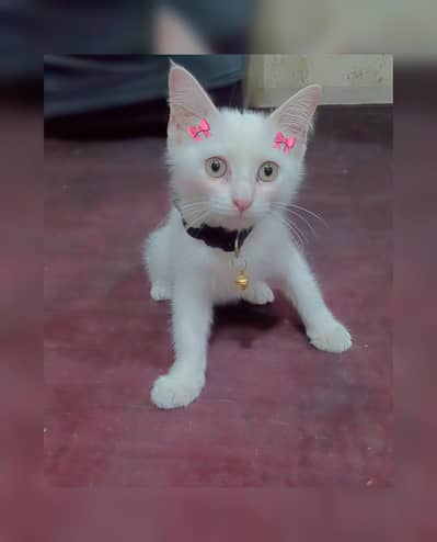 Double Coat Persian kitten