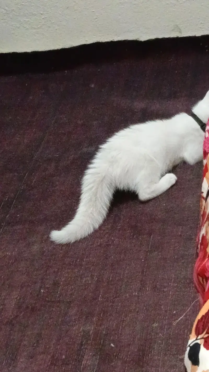 Double Coat Persian kitten — photo 2