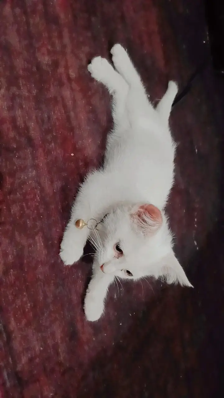 Double Coat Persian kitten — photo 3