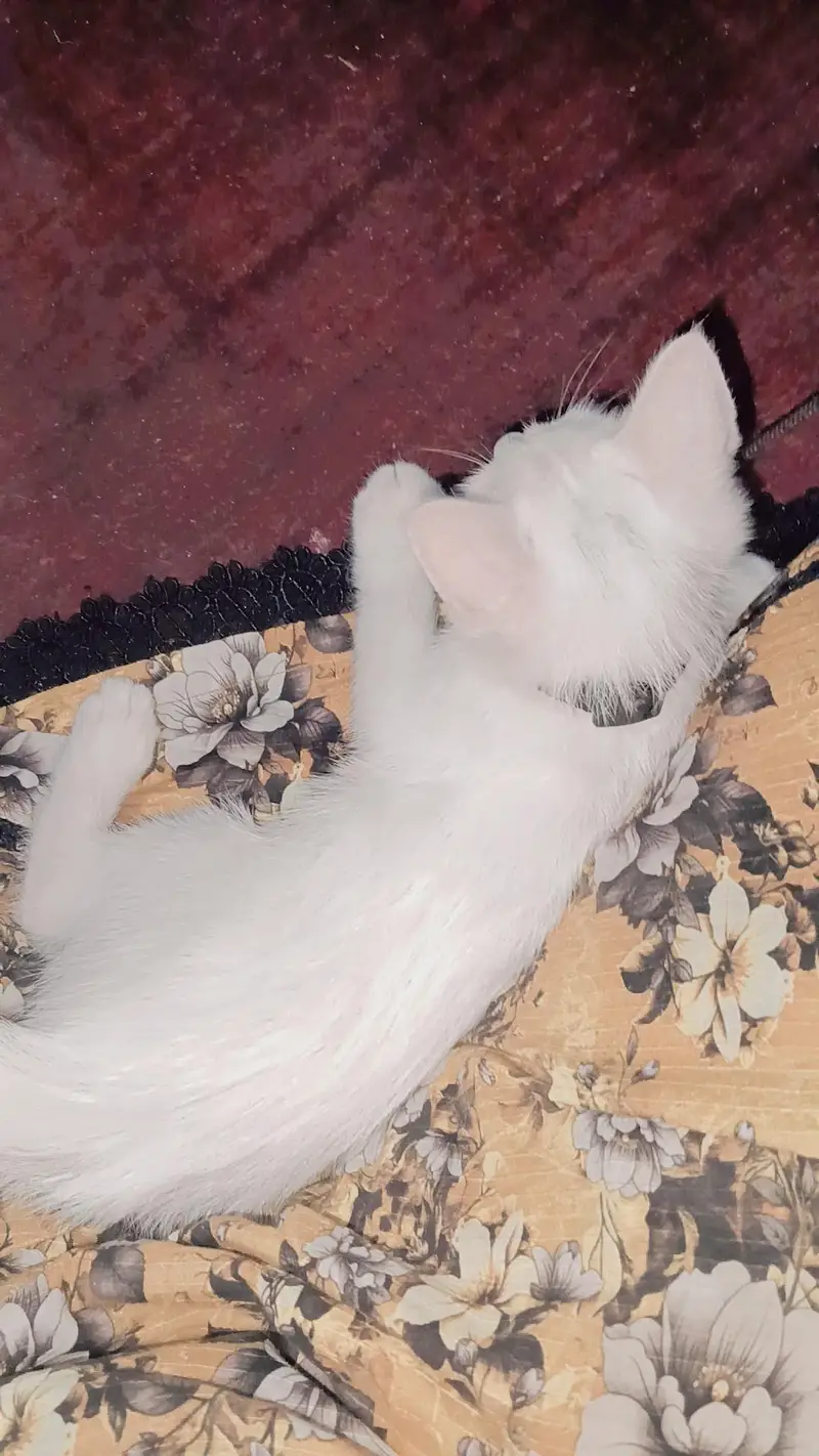 Double Coat Persian kitten — photo 4
