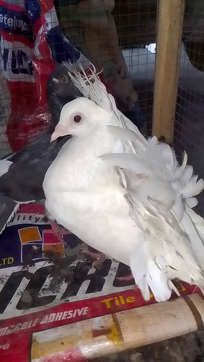 laka pair for sell black male white female 0312/496/21/95