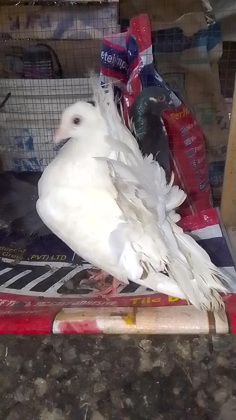 laka pair for sell black male white female 0312/496/21/95 — photo 2