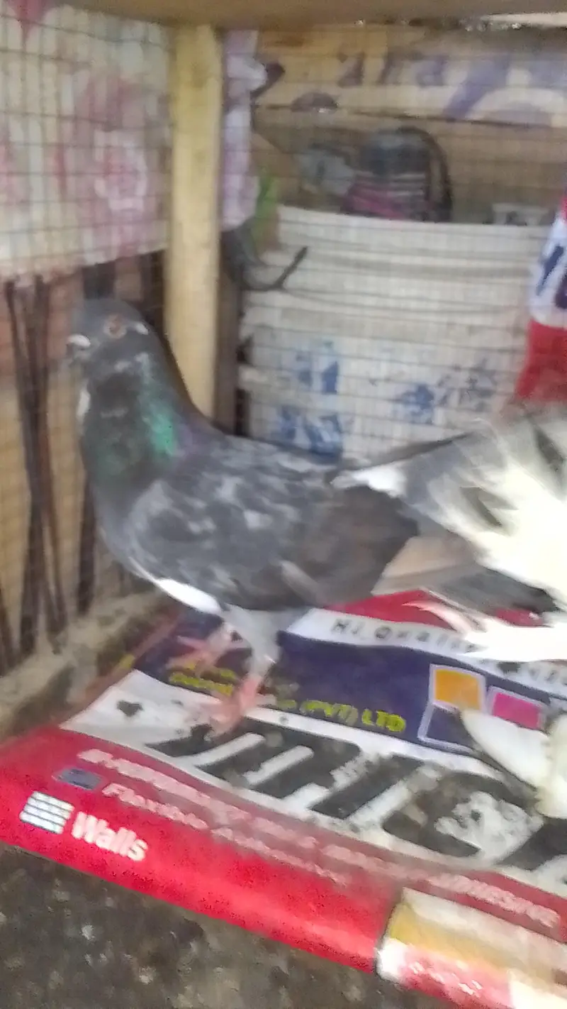 laka pair for sell black male white female 0312/496/21/95 — photo 3