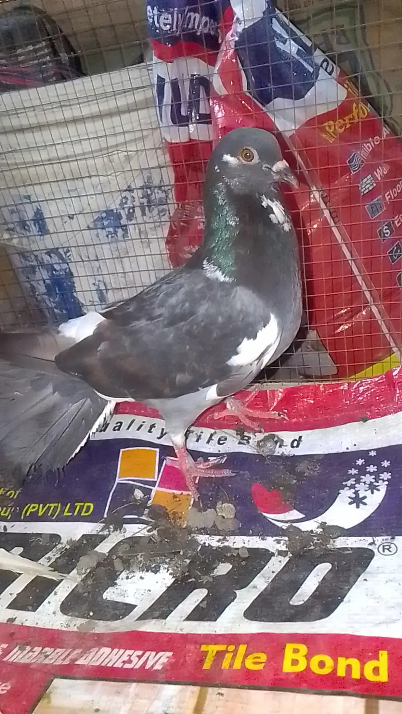 laka pair for sell black male white female 0312/496/21/95 — photo 4