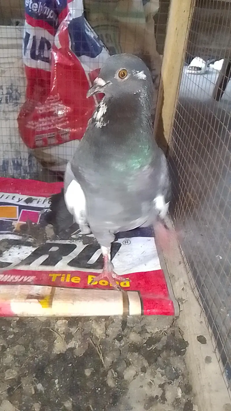 laka pair for sell black male white female 0312/496/21/95 — photo 5
