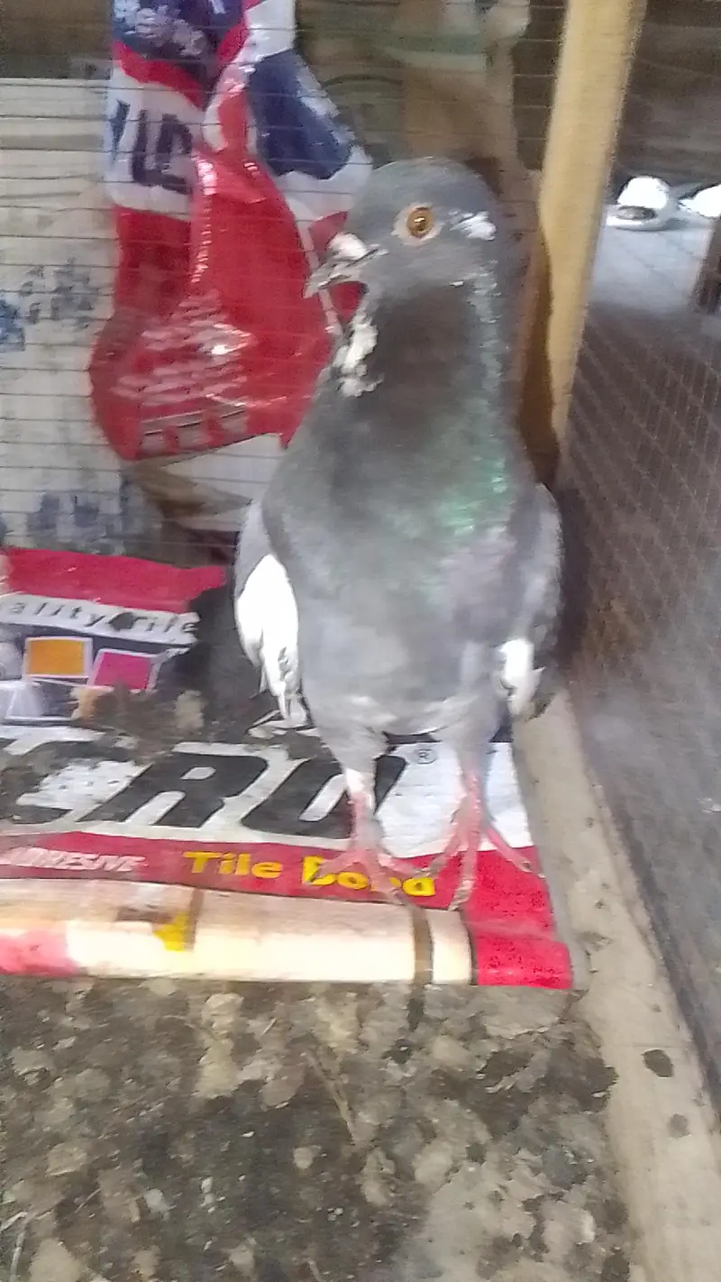 laka pair for sell black male white female 0312/496/21/95 — photo 6