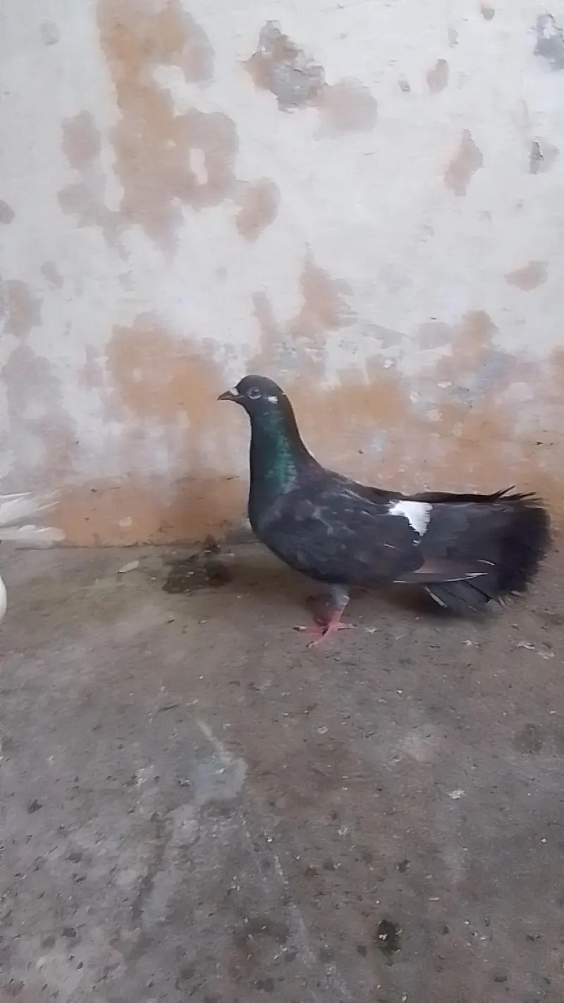 laka pair for sell black male white female 0312/496/21/95 — photo 7