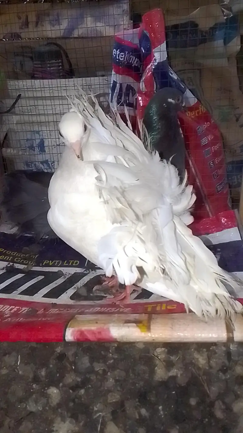 laka pair for sell black male white female 0312/496/21/95 — photo 8