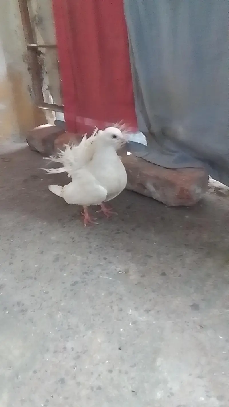 laka pair for sell black male white female 0312/496/21/95 — photo 10