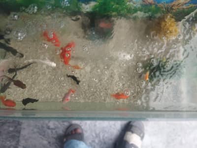 aquarium with 15fishes