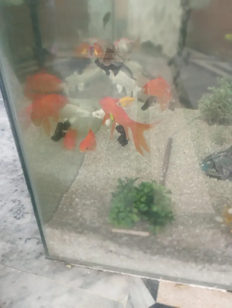 aquarium with 15fishes — photo 2