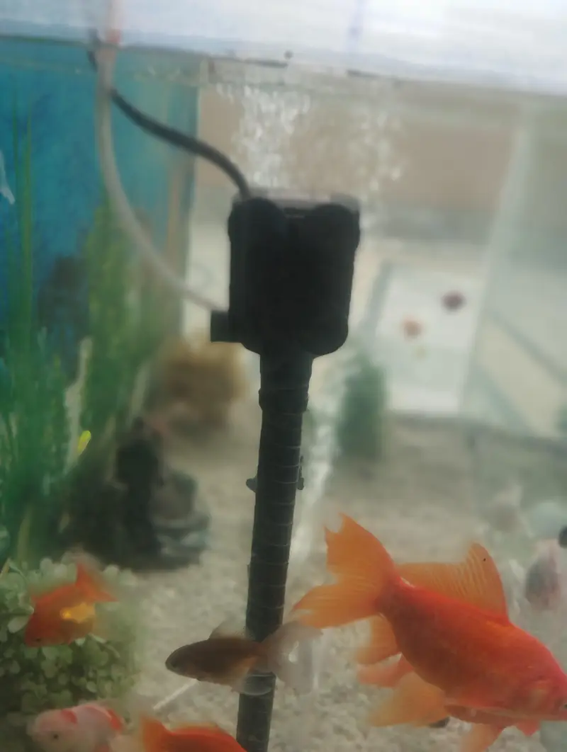 aquarium with 15fishes — photo 4