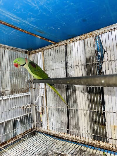 Kashmiri Raw 100% Breeder For Sale