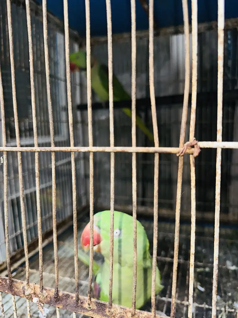 Kashmiri Raw 100% Breeder For Sale — photo 2
