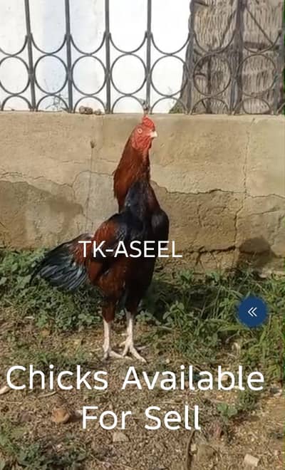 Old Blood Line Aseel Chicks