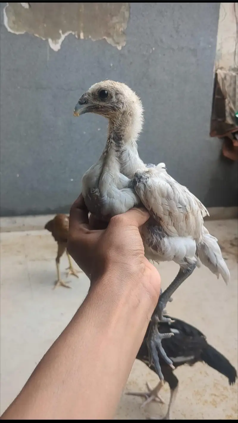 aseel chick — photo 3