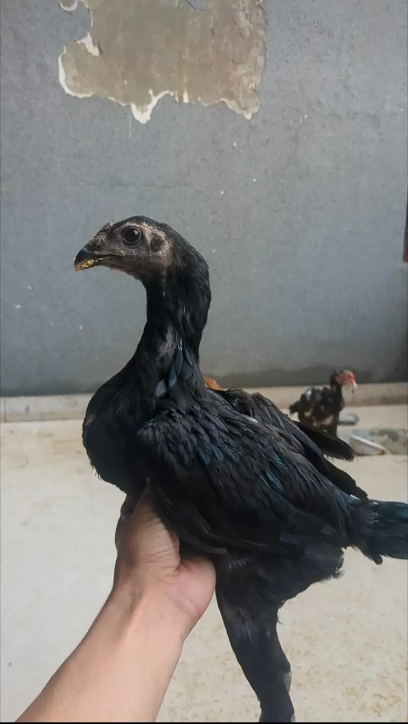 aseel chick — photo 6