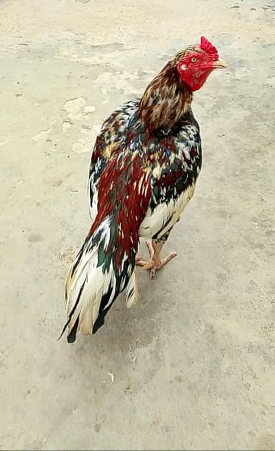 Mashallah high Quality cheena 03422719740