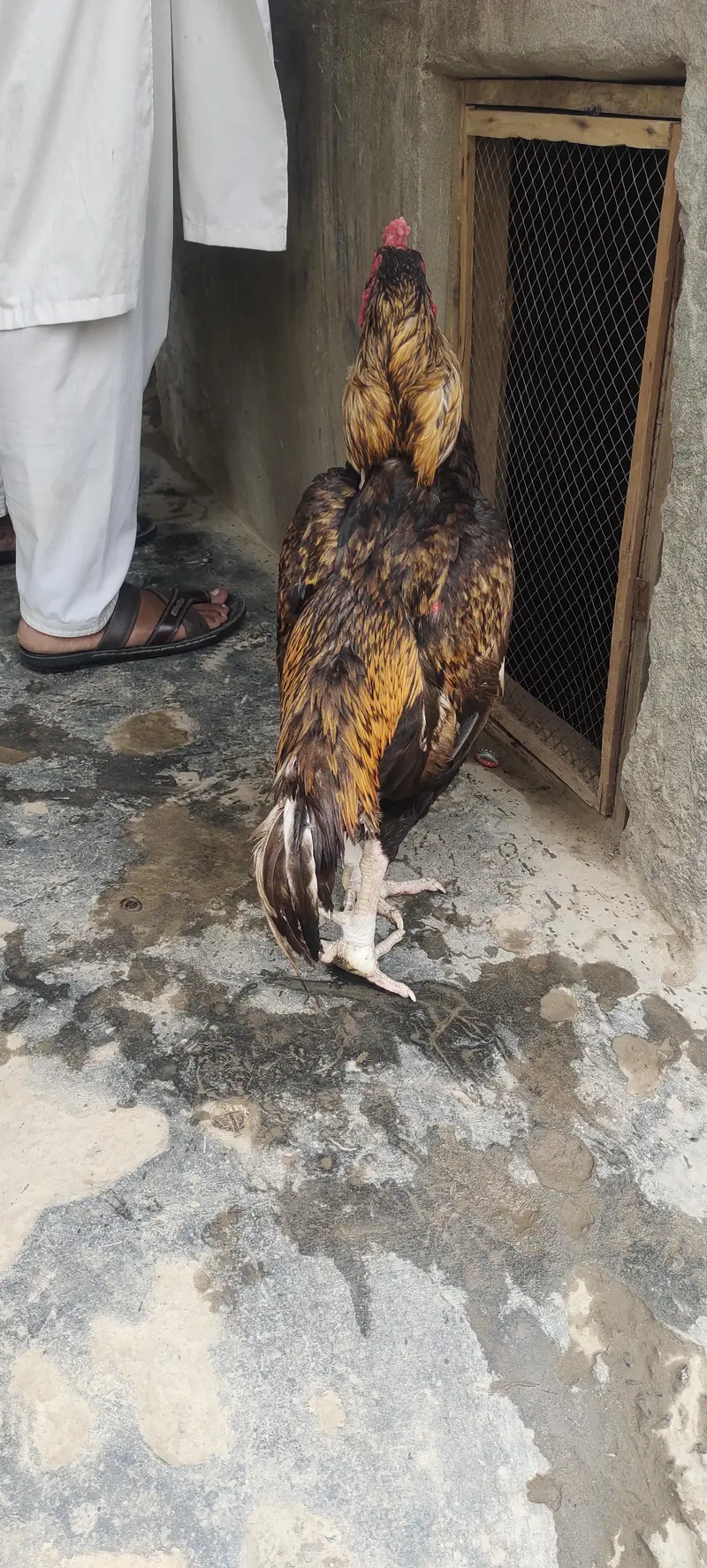 Shajra Aseel — photo 2
