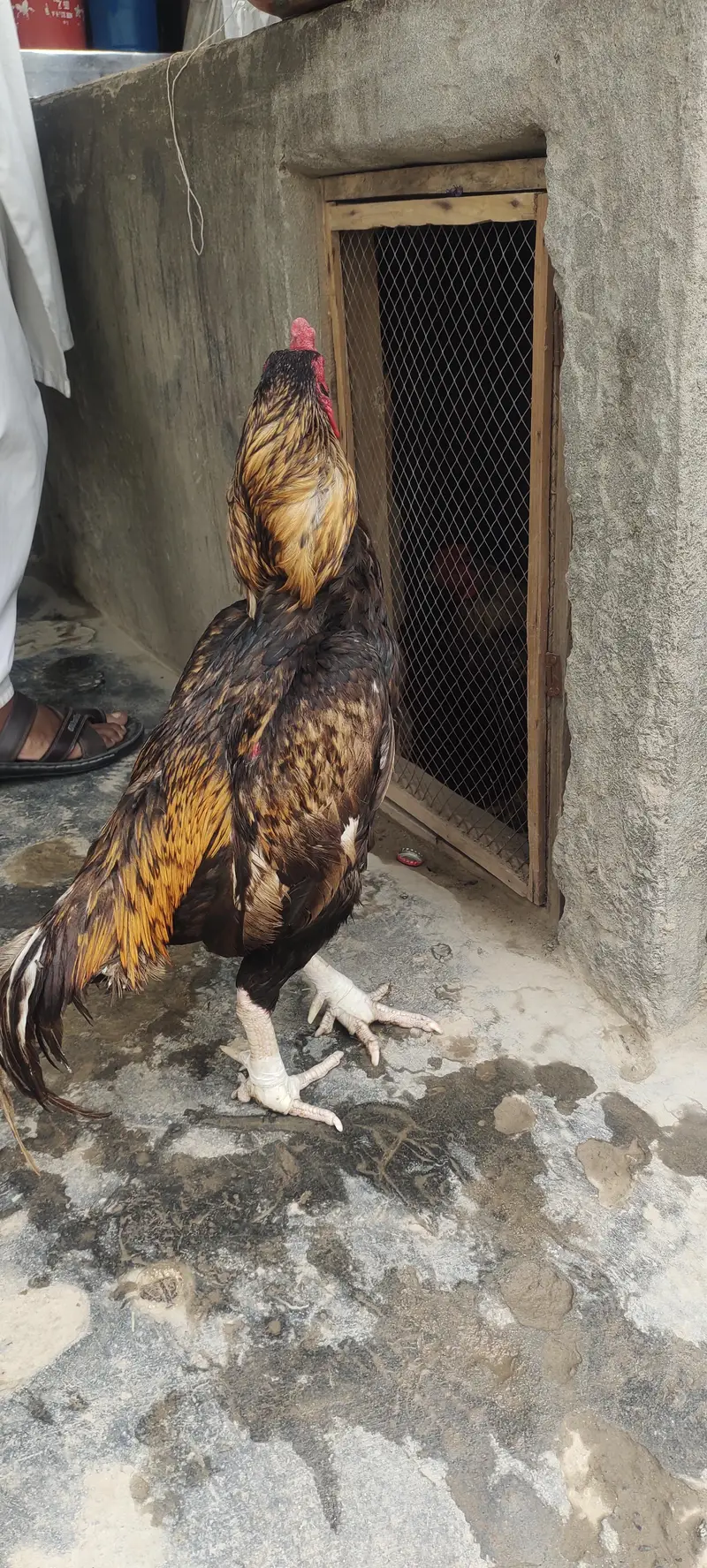 Shajra Aseel — photo 3
