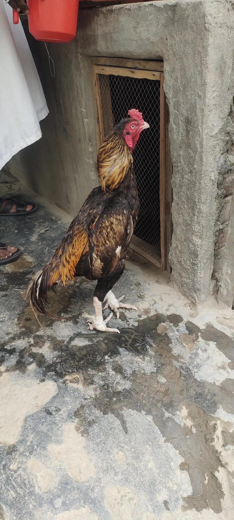 Shajra Aseel — photo 8
