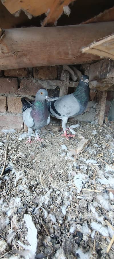 Pigeons