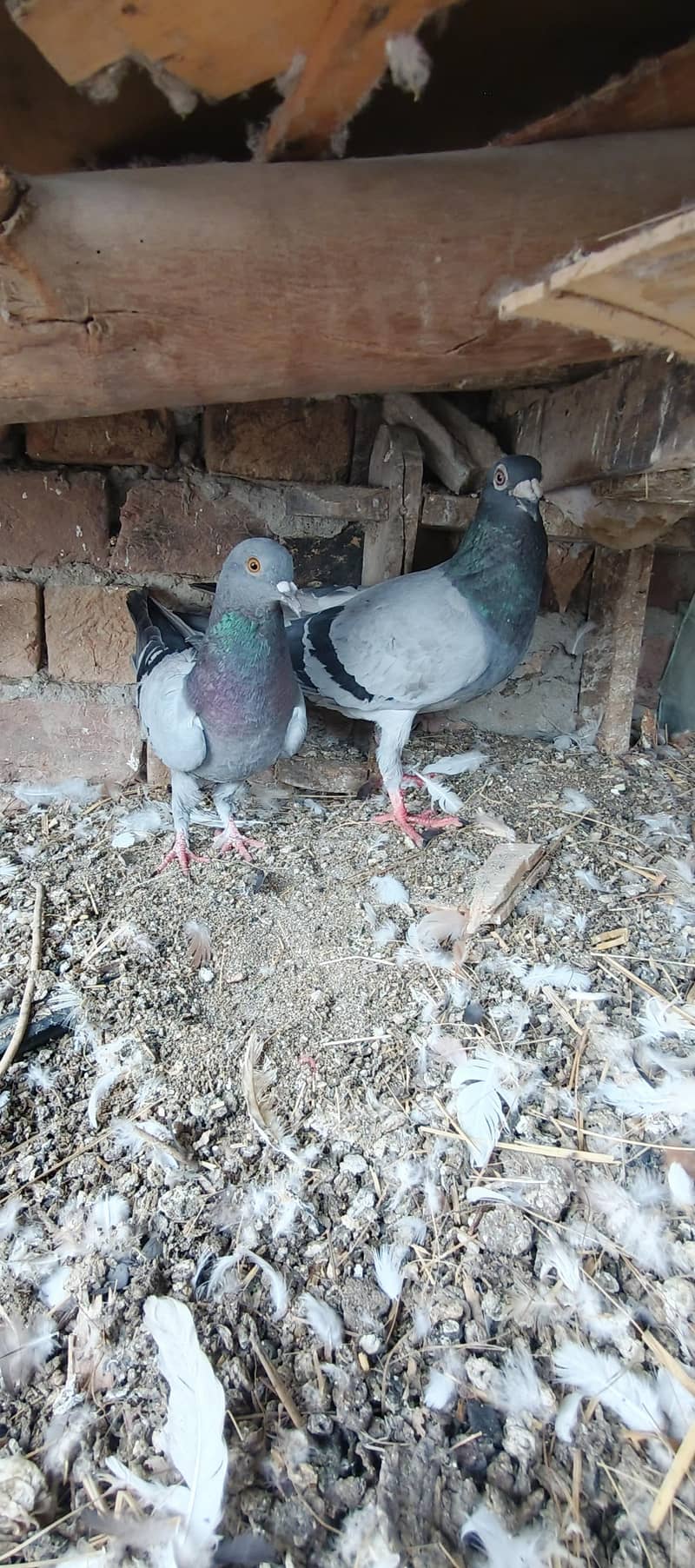 Pigeons 0
