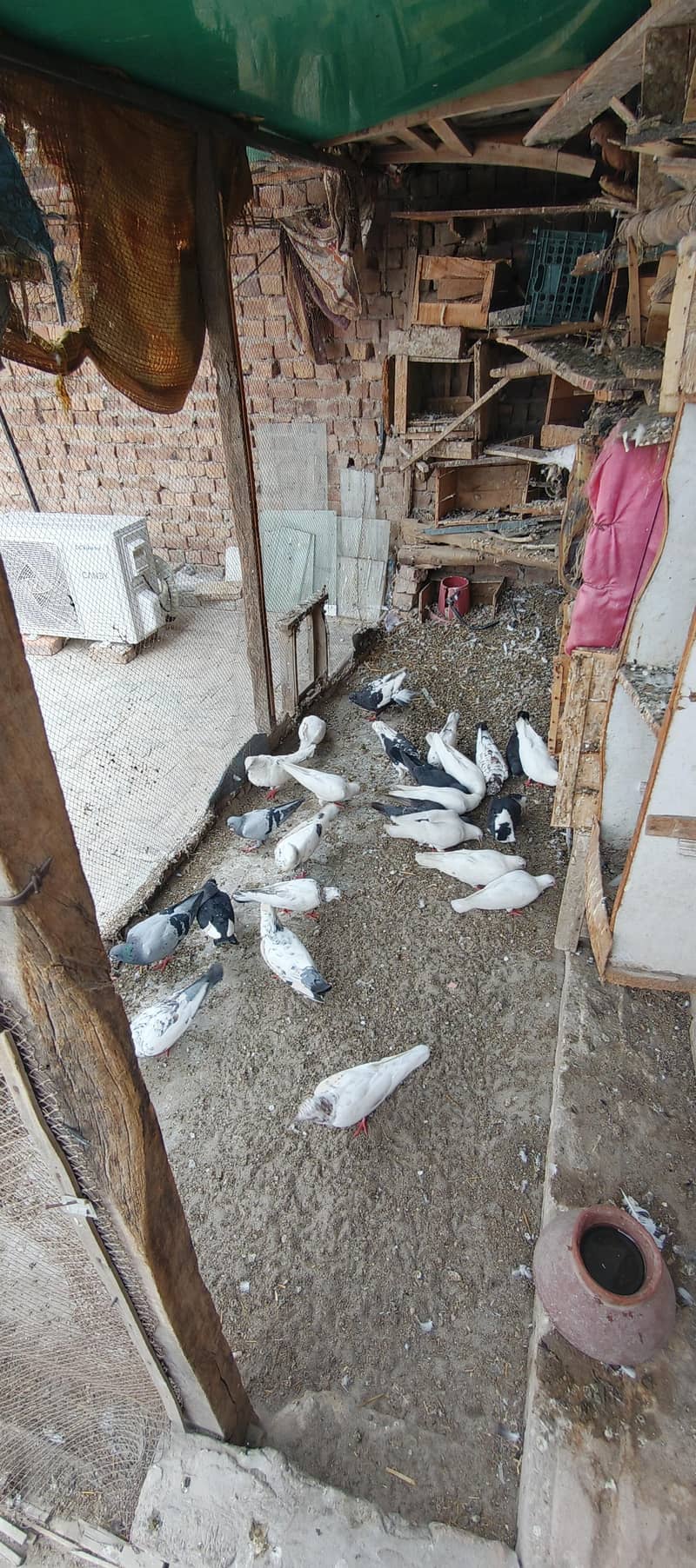 Pigeons 1