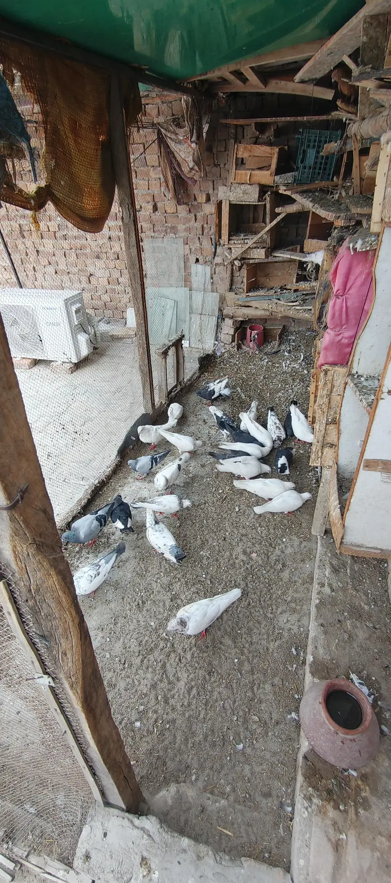 Pigeons — photo 2