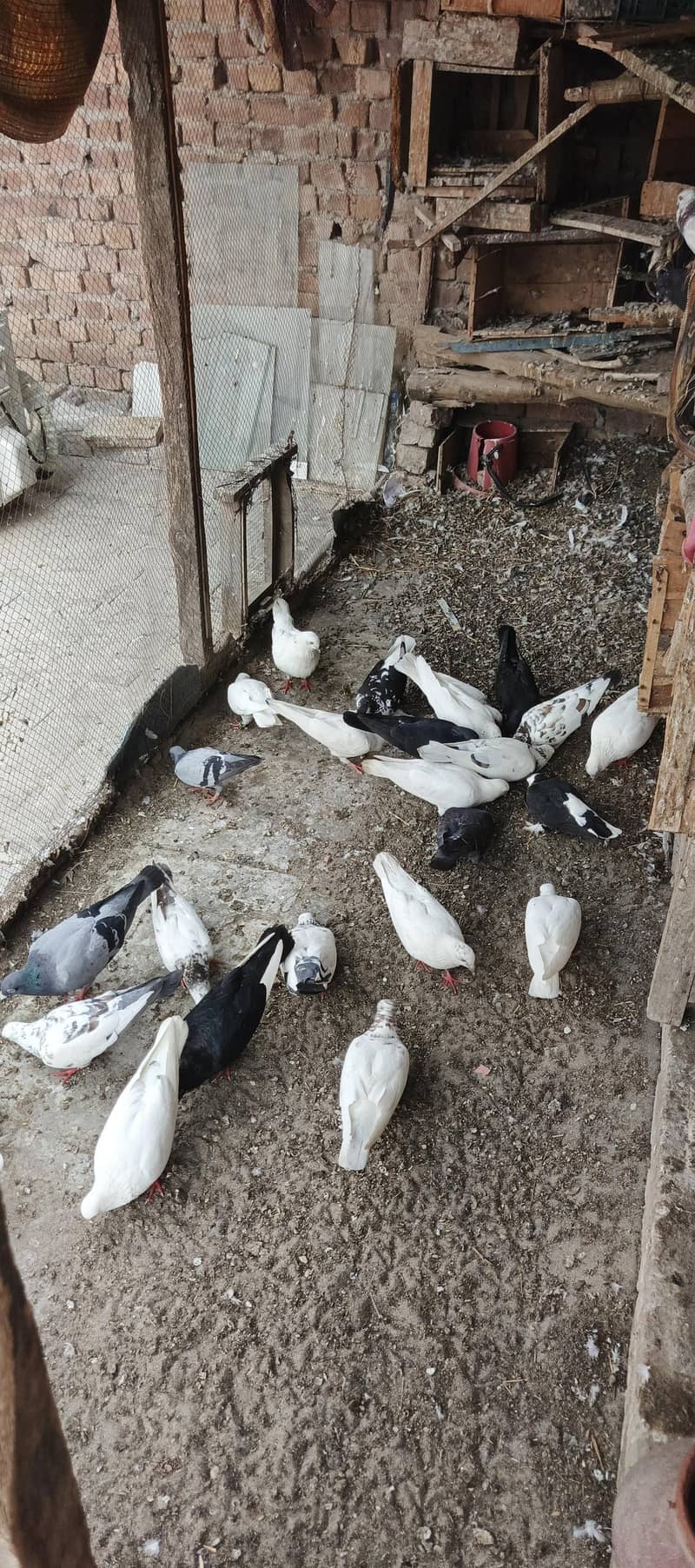 Pigeons 2