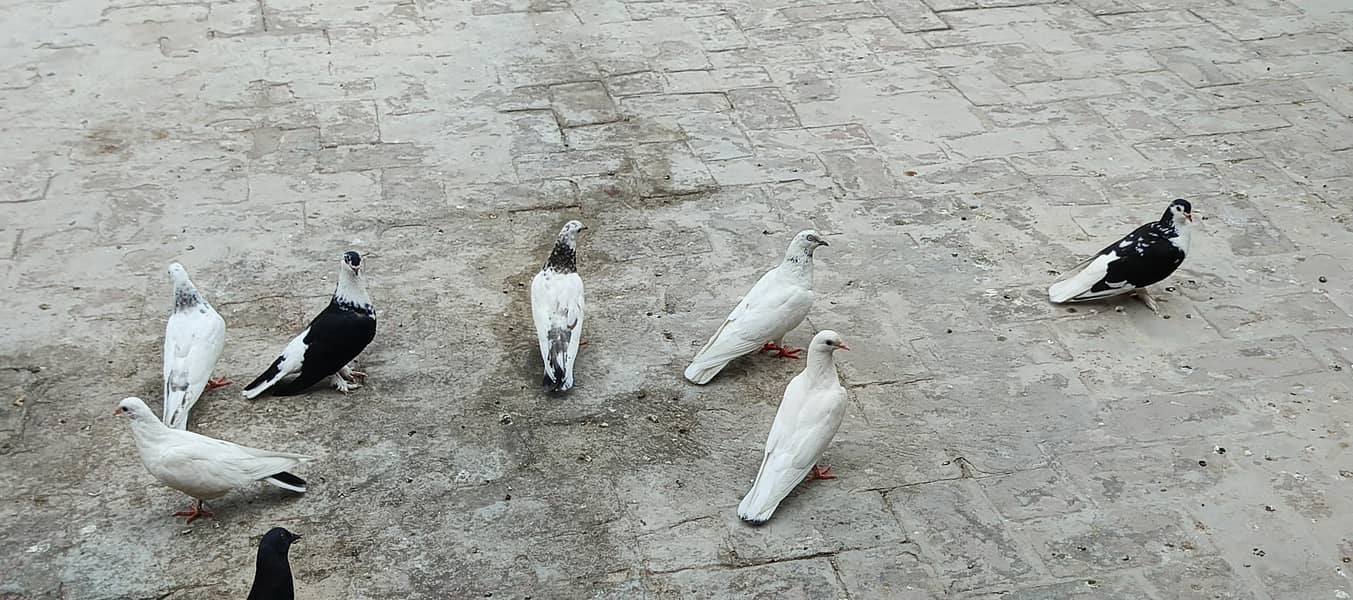 Pigeons 3