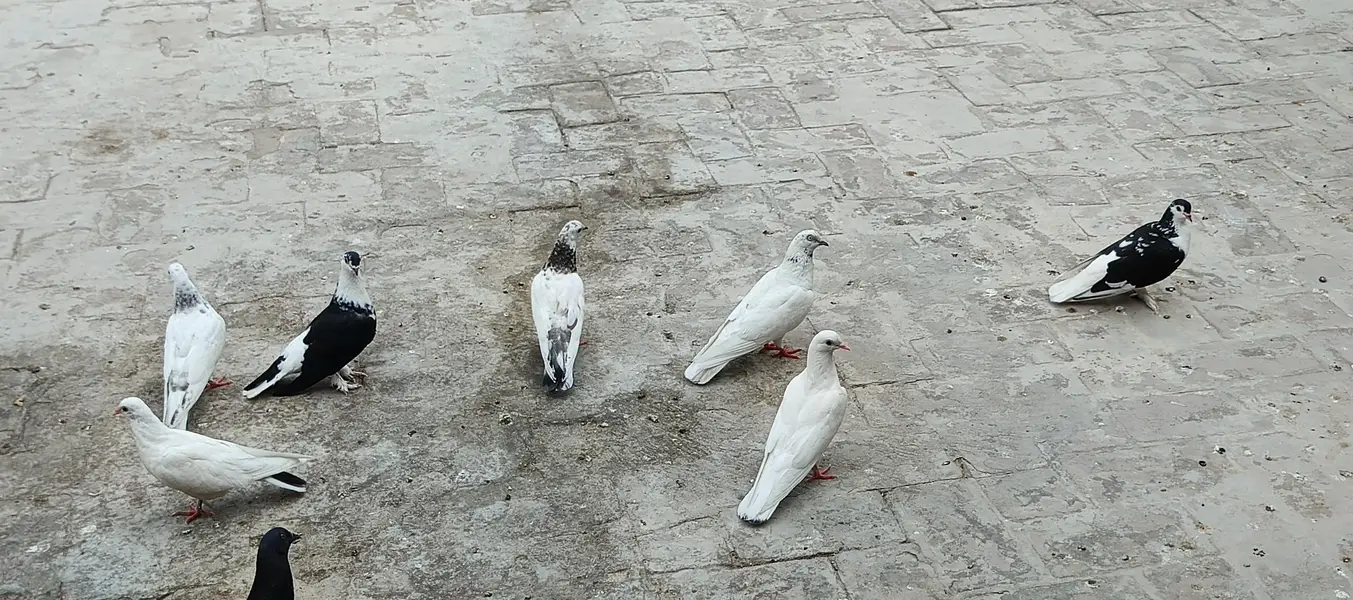 Pigeons — photo 4