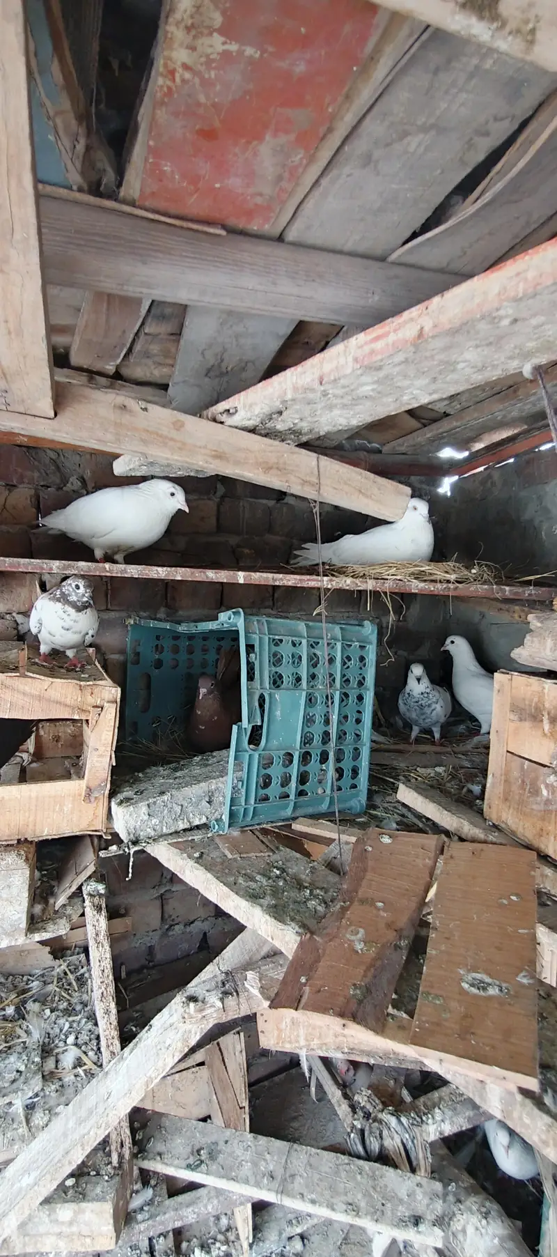 Pigeons — photo 5