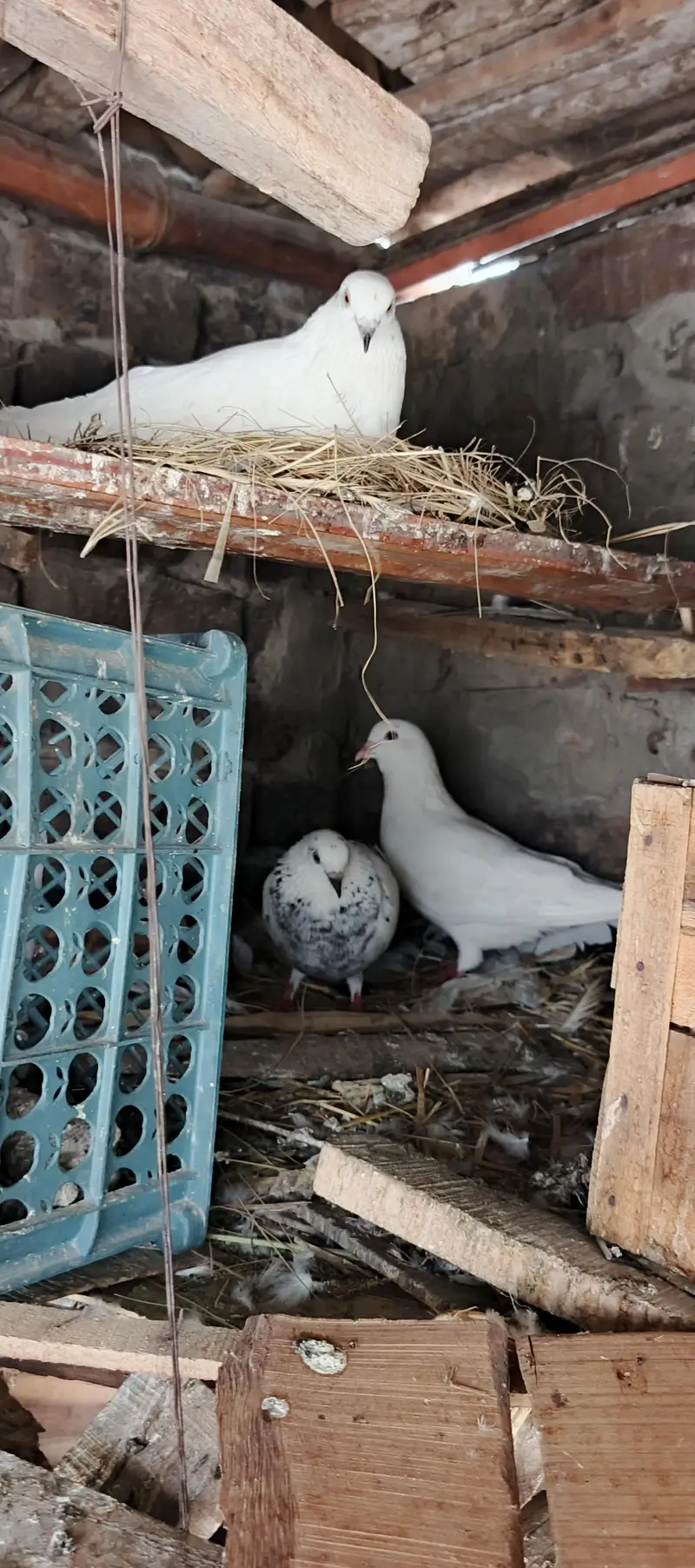 Pigeons — photo 6
