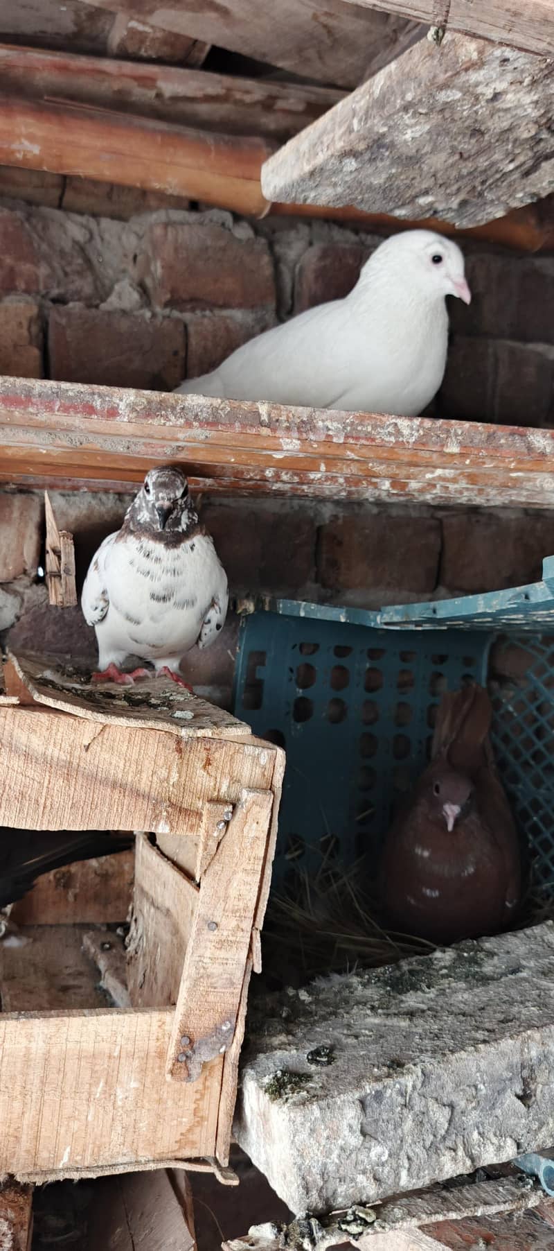 Pigeons 6