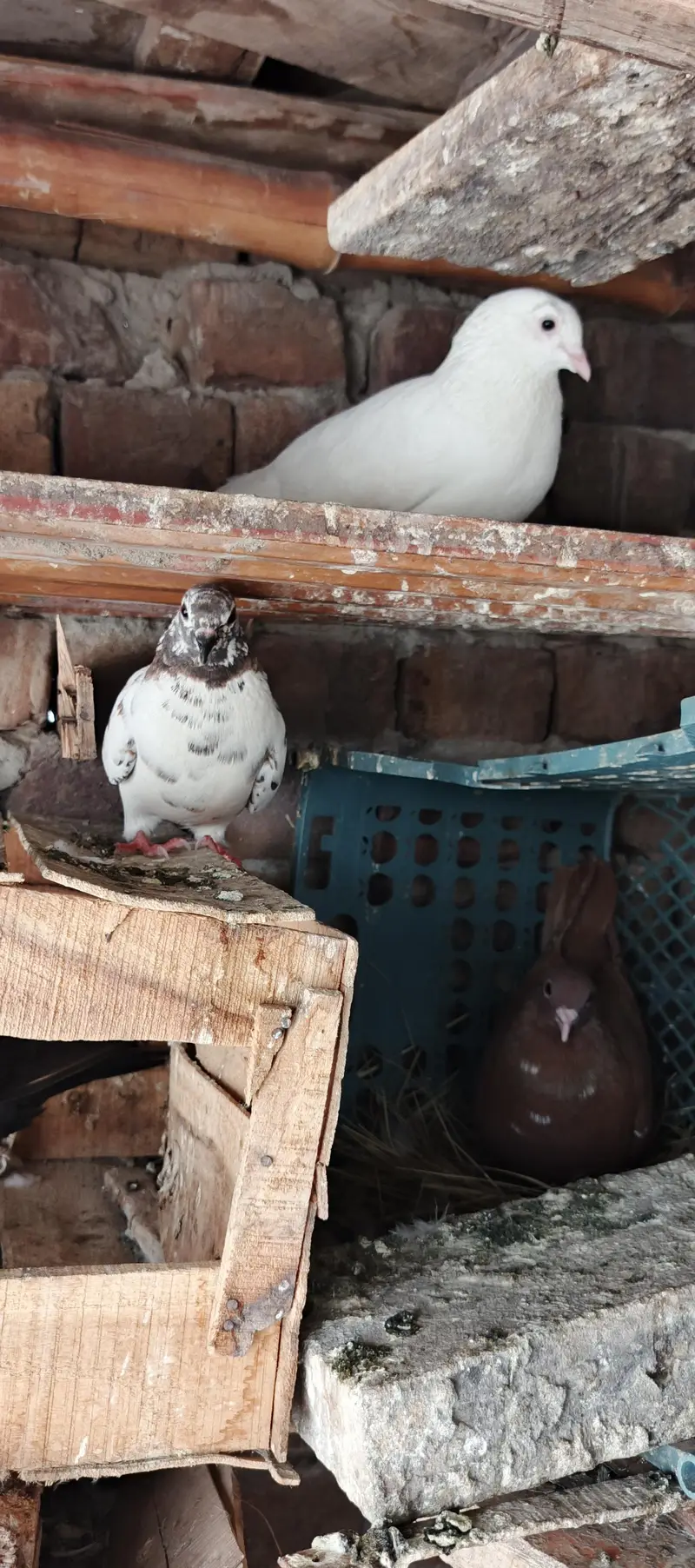 Pigeons — photo 7