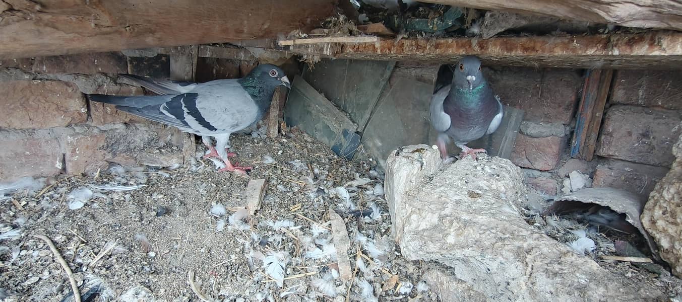 Pigeons 7