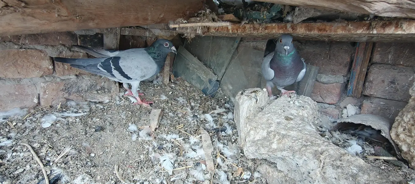 Pigeons — photo 8