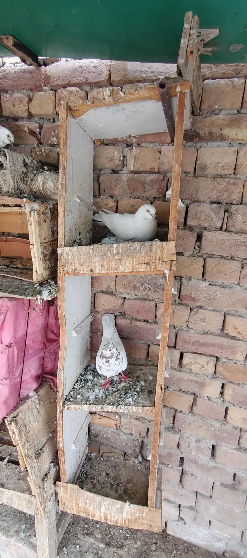 Pigeons — photo 10
