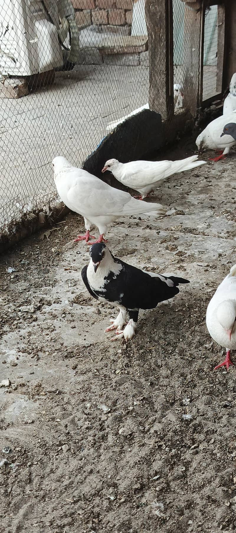 Pigeons 10