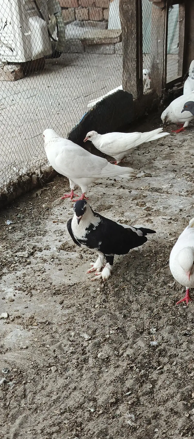 Pigeons — photo 11