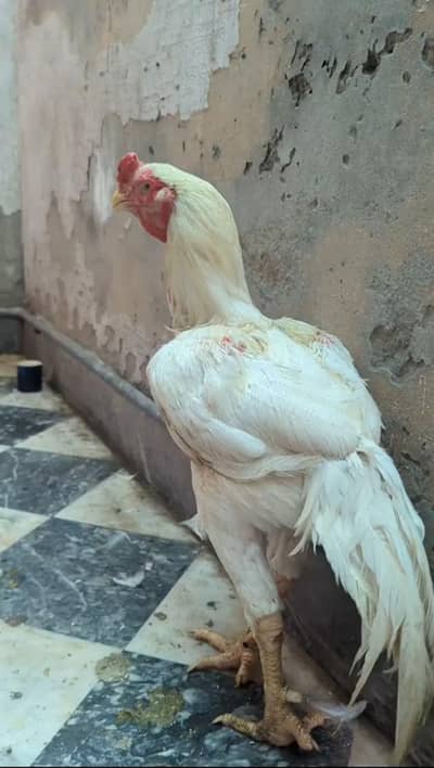 shamo male breeder