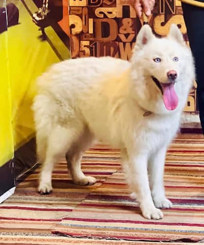 Siberian husky wholly coat