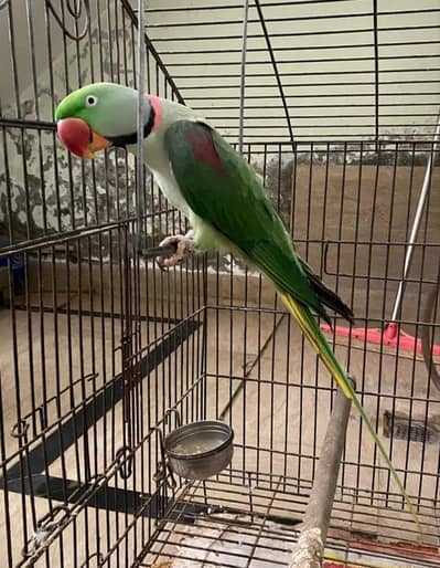 Kashmiri Raw Parrot with beautiful cage For Sale